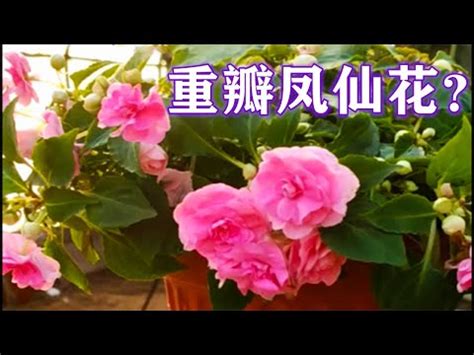 鳳仙花風水|【鳳仙花風水】鳳仙花的風水奇效：驅邪避兇、財運興隆！